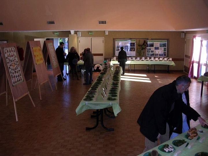 Expo champignons a St Leger 37